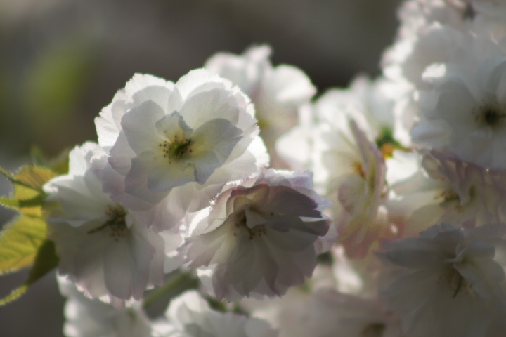 White Cherry Blossom near the Easter Parkway Entrance of the Brooklyn Botanical Garden. Life is but a flower.