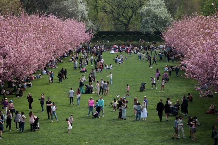 People frolicking, picnicking, and resting by the Cherry Blossoms at Cherry Esplanade Field in the Brooklyn Botanical Garden.