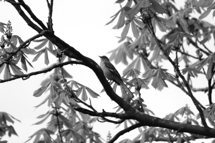 A sparrow is perched on a thin branch, surrounded by spring foliage.