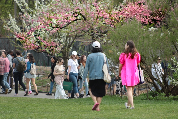 Woman wearing a pink dress in honor of the pink Cherry Blossoms.