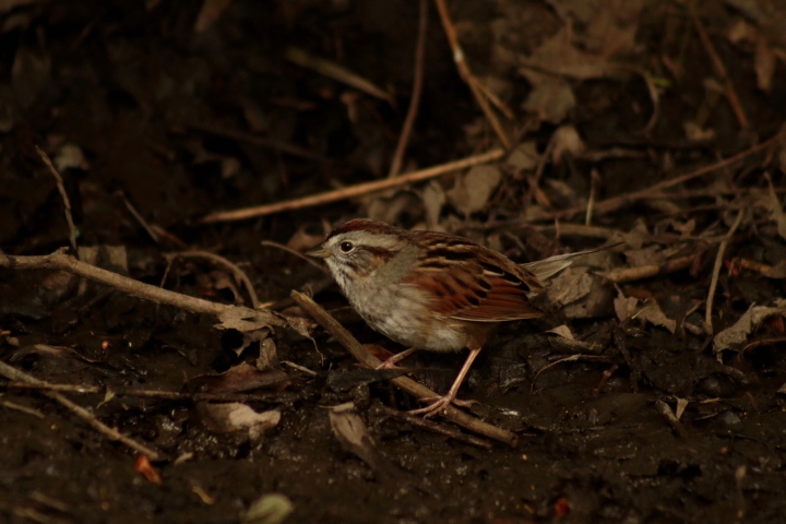 An American Tree Sparrow cheerfully hopping along a muddy patch near a pond. Captured while bird-watching in Prospect Park.