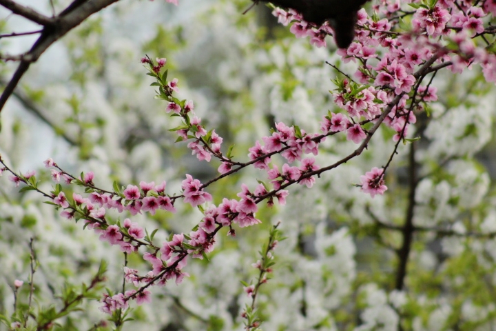 Pink Cherry Blossoms in the foreground, white Cherry Blossoms in the background. Life is but a flower.