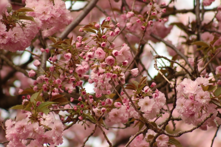 Pink Cherry Blossoms at Cherry Esplanade. Life is but a flower.