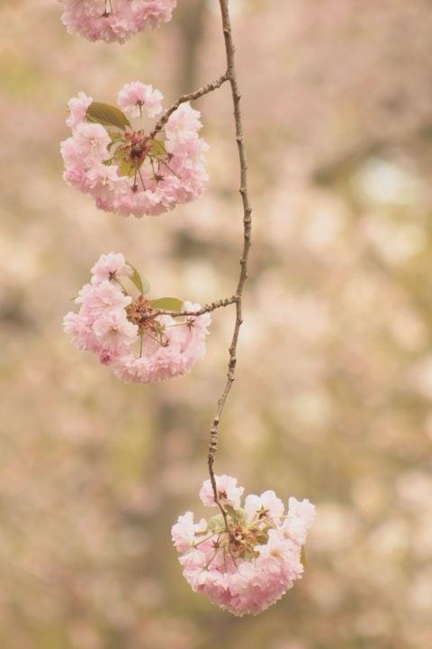 Pink Cherry Blossoms at Cherry Esplanade.