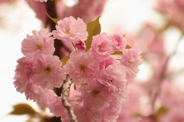 Pink Cherry Blossom bunch at Cherry Esplanade. Life is but a flower.