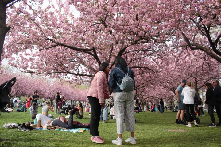 Woman wearing a pink coat and pink sneakers by Cherry Esplanade.