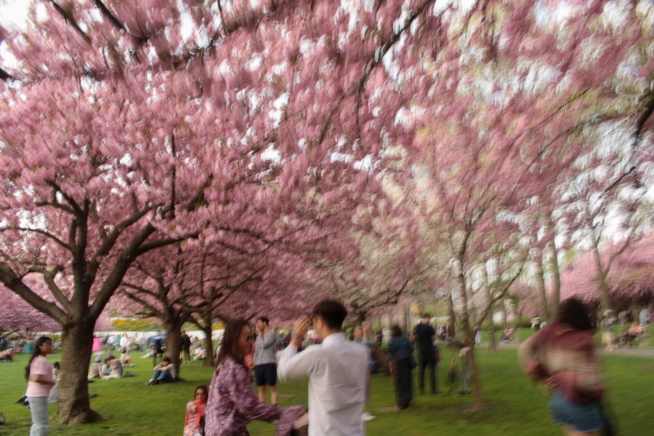 People enjoying the pink blossoms at Cherry Esplanade.