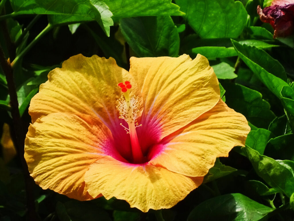 A tropical hibiscus flower, one of many flower species that were affected by the loss of Lahaina's paradise.