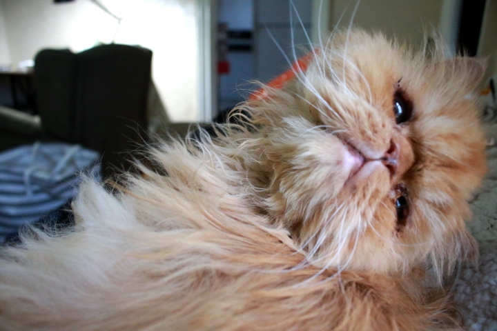 An old, orange colored Persian cat.